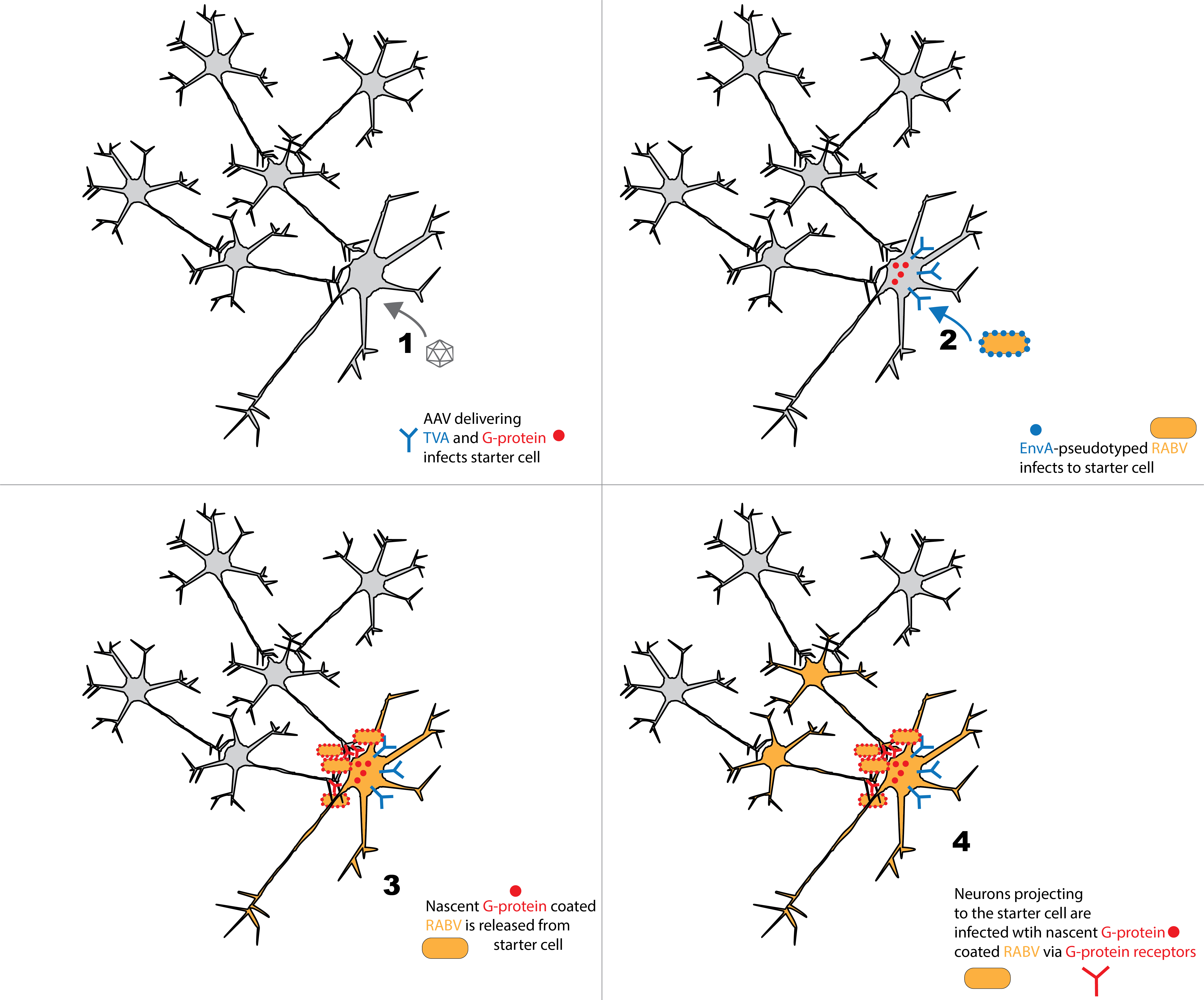 Rabies And Neuronal Tracing rabies-and-neuronal-tracing